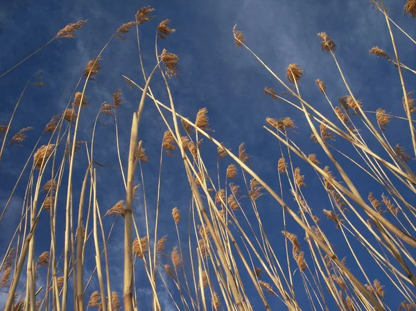 Look up — Stock Photo, Image