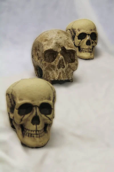 Conjunto de crânio de três — Fotografia de Stock