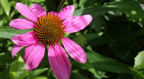 Flor — Foto de Stock