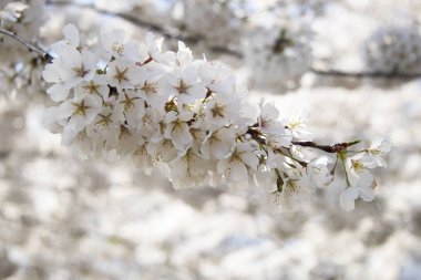 kiraz çiçekleri dal açan