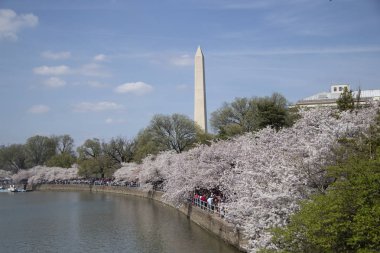 kiraz çiçeği Washington Dc 6 Nisan 2019