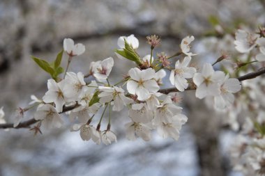 parkta kiraz çiçekleri şube