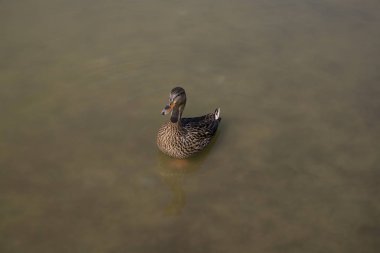 Ördek suda yüzüyor