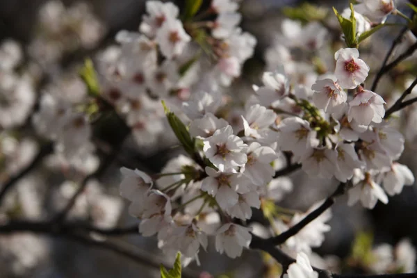 parkta kiraz çiçekleri şube