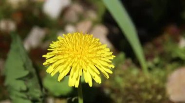 Yard baharda karahindiba