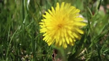 Yard baharda karahindiba