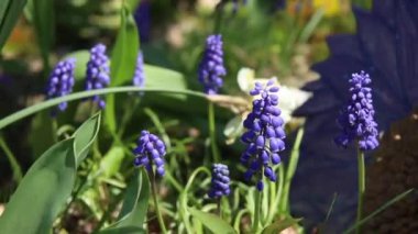 Üzüm Sümbül Muscari bahar