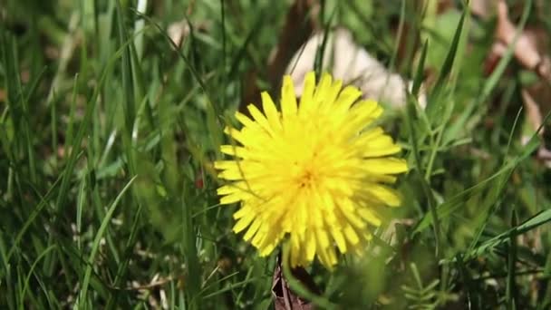 Paardebloem Werf Voorjaar — Stockvideo