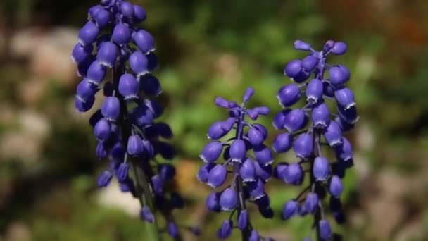 Grape Hyacinth Muscari Spring — Stock Video