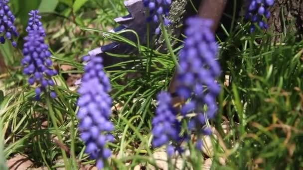 Grape Hyacinth Muscari Tavasz — Stock videók