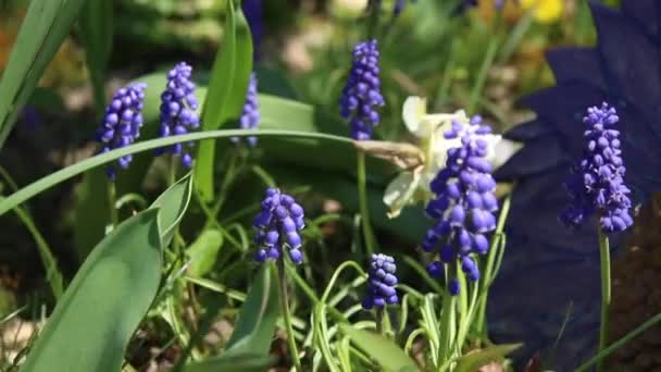 Grape Hyacinth Muscari Tavasz — Stock videók