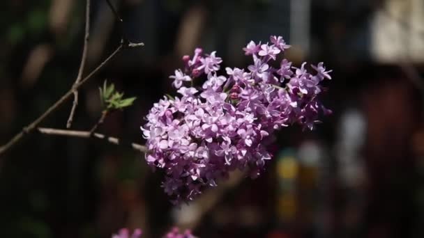 Lila Floreciendo Primavera — Vídeo de stock