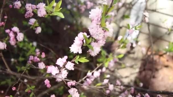 Małe Różowe Kwiaty Wiosna — Wideo stockowe