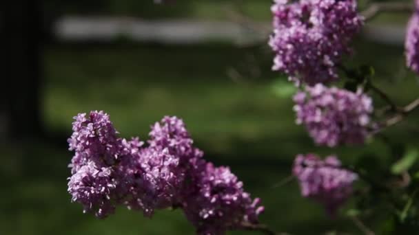 Lilac Blooming Spring — Stock Video