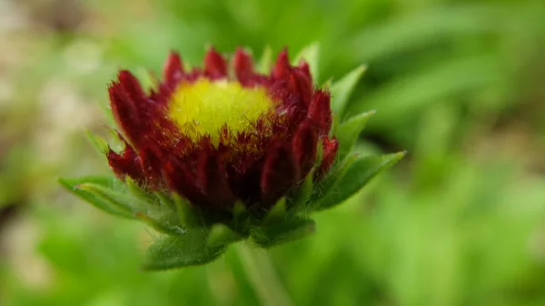 Flor Roja Cerca — Foto de Stock