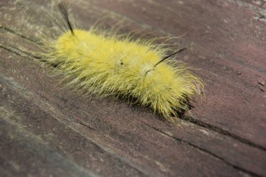 sarı kıllar ile Caterpillar solucan