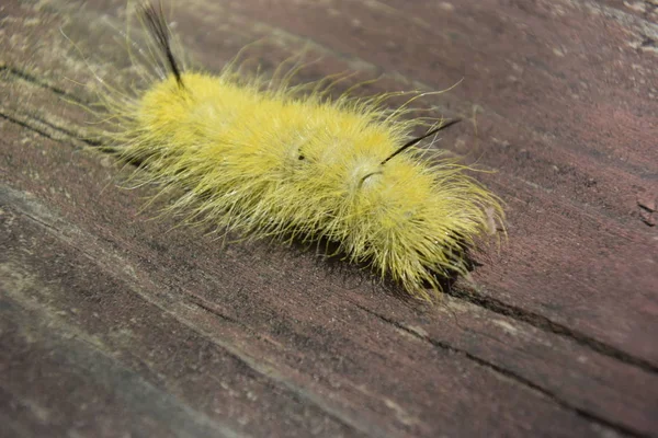 Caterpillar Worm Met Gele Haren — Stockfoto