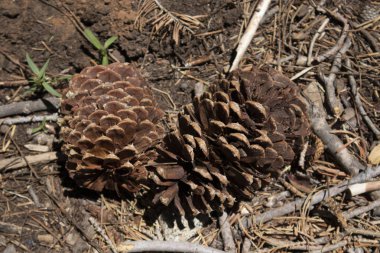 Yerde çam kozalakları