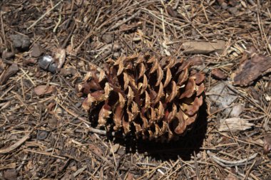Yere çam kozalağı koy.