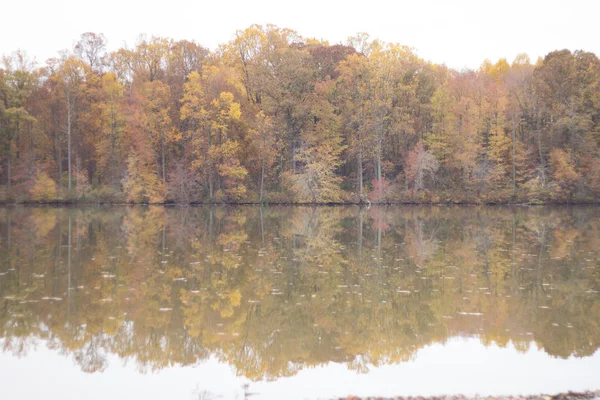 Herbstfärbung Lässt Bäume Park Stehen — Stockfoto