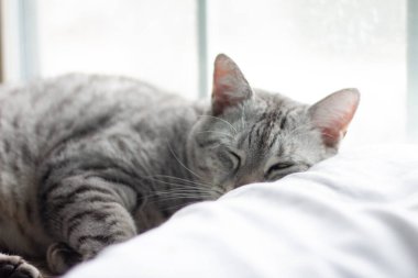 Pencerede yaşayan kedi hayvan.