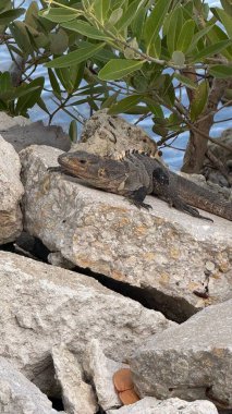 Sıcak turuncu ve sarı tonlarda dans eden alevlerle dolu, rahat ve rahatlatıcı bir ortamda kömür taşlarını aydınlatan canlı bir kamp ateşi görüntüsü. Alevler, sıcaklık ve sükuneti çağrıştıran yumuşak bir parıltı yaratıyor. Rahatlık ve rahatlık hissini iletmek için mükemmel. 
