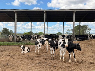 Mavi gökyüzünün altında beyaz bulutlarla otlayan Hollandalı ineklerin olduğu bir çiftlik resmi. Bazı inekler uçsuz bucaksız, havadar bir çevrede, bazıları ayakta ve diğerleri dinleniyor, kırsal kesimin sakinliğini sergiliyorlar..