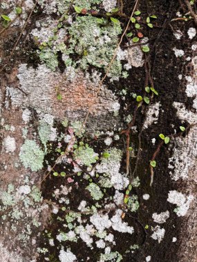 Ağaç kabuğunun güzel bir yakın çekimi, dokular ve detaylar açısından zengin. Yeşil yosun ve küçük bitkiler koyu kahverengi bir yüzey üzerinde büyürler, canlı bir kontrast ve çok ilginç bir doğal ortam yaratırlar..