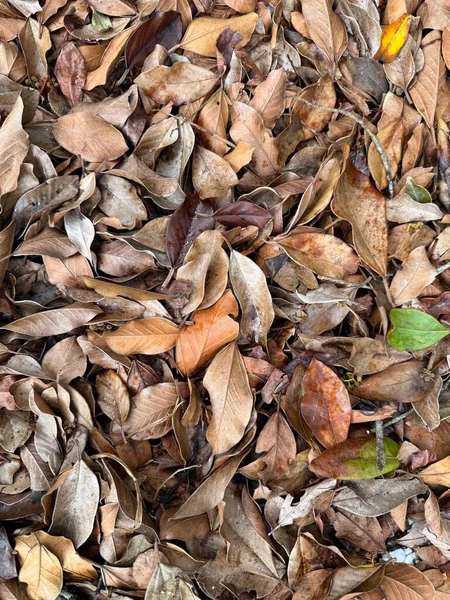 Kahverengi ve kuru yapraklardan oluşan yoğun bir katman zemini kaplayarak, sonbahar ve geçiş hislerini çağrıştıran organik bir halı oluşturuyor. Yapraklar, sonbaharda doğanın çeşitliliğini yansıtan turuncu ve yeşil de dahil olmak üzere çeşitli tonları sergiliyor..