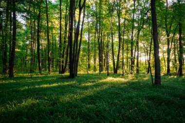 Orman yatay, yaz aylarında çim, ağaçlar ve sabah ışığında