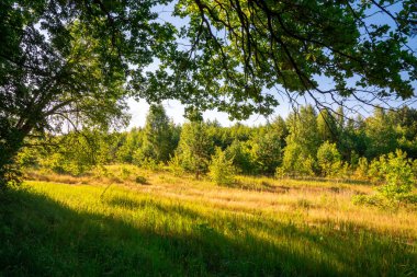 Sabah manzara ağaçlar, çim ve yaz aylarında güneş ışığı ile