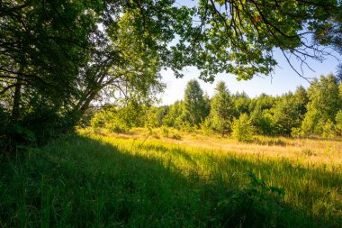 Sabah manzara ağaçlar, çim ve yaz aylarında güneş ışığı ile