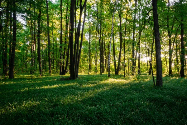 Orman yatay, yaz aylarında çim, ağaçlar ve sabah ışığında