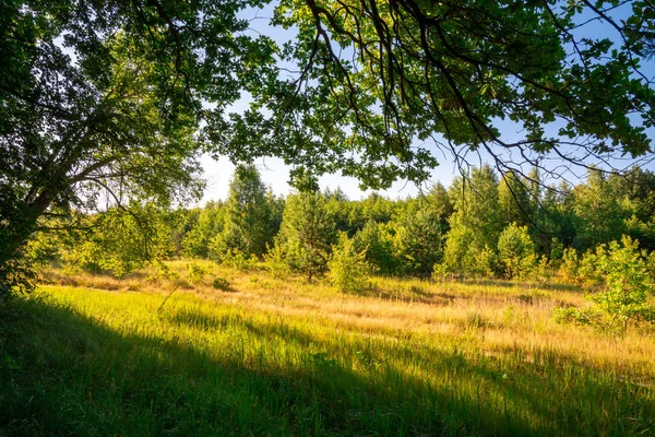 Sabah manzara ağaçlar, çim ve yaz aylarında güneş ışığı ile