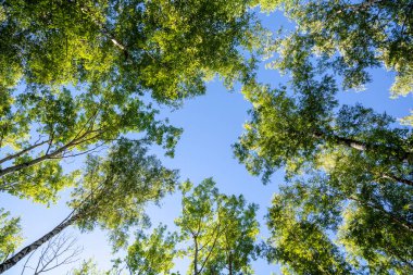 Ağaç ve orman mavi gökyüzü. Alt görünümü. Yaz doğa.