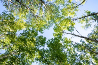 Ağaç ve orman mavi gökyüzü. Alt görünümü. Yaz doğa.