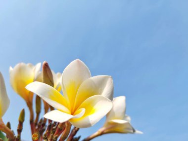 Beautiful frangipani flowers (plumeria alba) against bright blue sky background