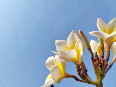 Beautiful frangipani flowers (plumeria alba) against bright blue sky background