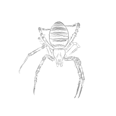 silhouette of a spider without background