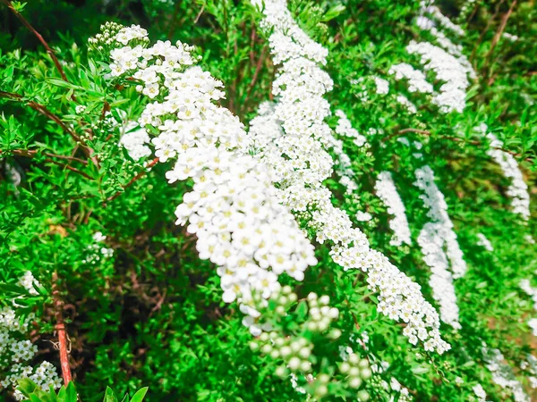 Kwiaty Małe Białe Zielone Liście Krzaku — Zdjęcie stockowe