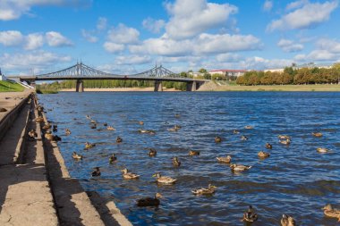 Tver, Rusya'nın eski Volga köprü. Vahşi yeşilbaş ördekler nehirde yüzmek. Sonbahar güneşli gün.