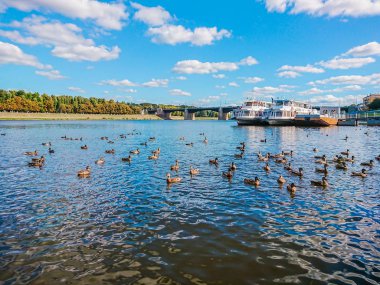 Tver, Rusya Volga Nehri'nin setin. Sonbahar güneşli gün. İskelede zevk tekneler. Vahşi yeşilbaş ördekler nehirde yüzmek. Yeni Volga Köprüsü.