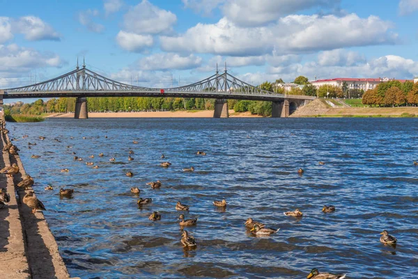 Old Volga Bridge Tver Russia Wild Mallard Ducks Swim River — Stock Photo, Image