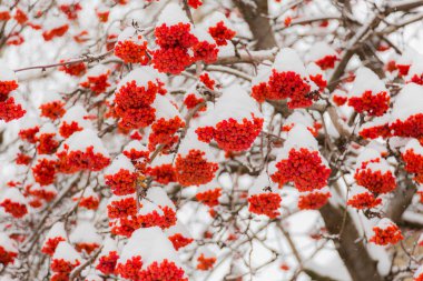 Snow and frost on the tree branches. Ripe bunches of Rowan. Winter day. clipart