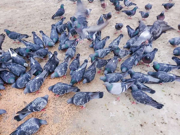 Pigeons Dans Ville Parc Manger Grain — Photo