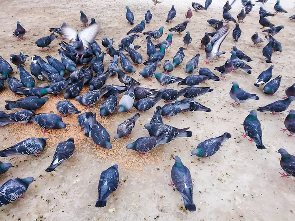 Pigeons City Park Eating Grain — Stock Photo, Image