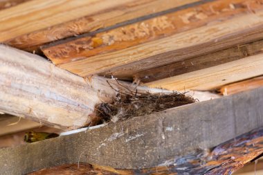 Ahşap bir evin çatısı altında kırlangıç yuvası.