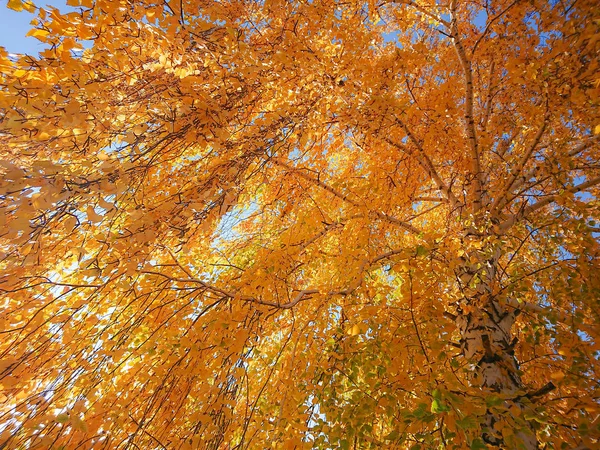 Folhas Amarelas Laranja Vidoeiro Verão Indiano Dia Ensolarado Outubro Setembro — Fotografia de Stock