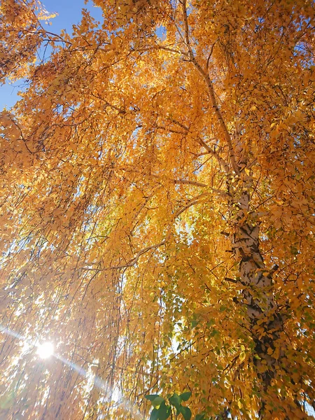 Folhas Amarelas Laranja Vidoeiro Verão Indiano Dia Ensolarado Outubro Setembro — Fotografia de Stock