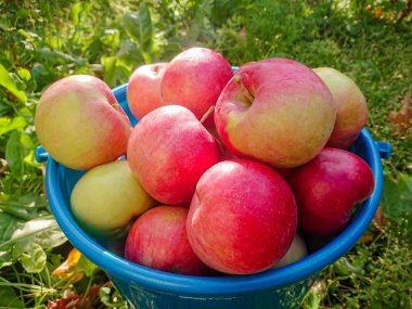 Mavi plastik kovada olgun kırmızı elmalar. Ülkede sonbahar hasadı.